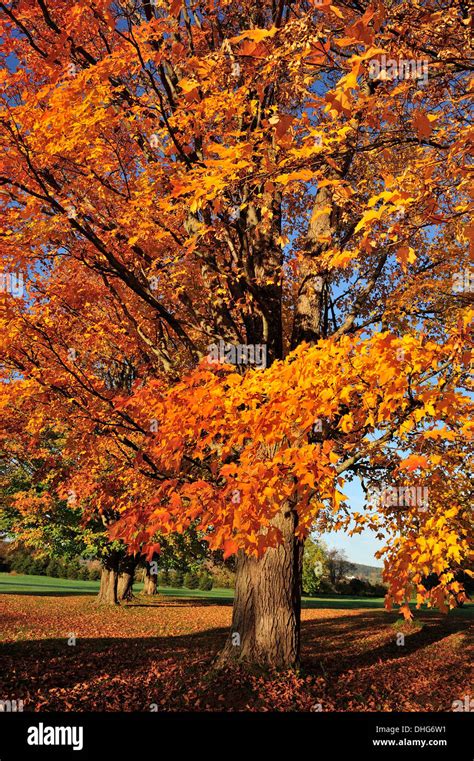 A Autumn Landscape Of Maple Trees Stock Photo Alamy