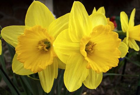 Free Photo Yellow Flower Beautiful Blossom Botany Free Download