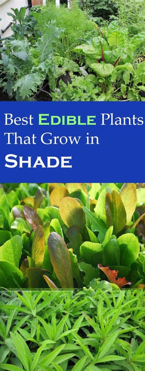 Best Edible Plants You Can Grow In Shade Growing Vegetables Edible