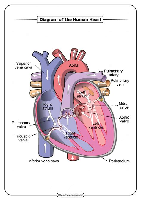 Printable Diagram Of The Human Heart Pdf Worksheet Free Printable