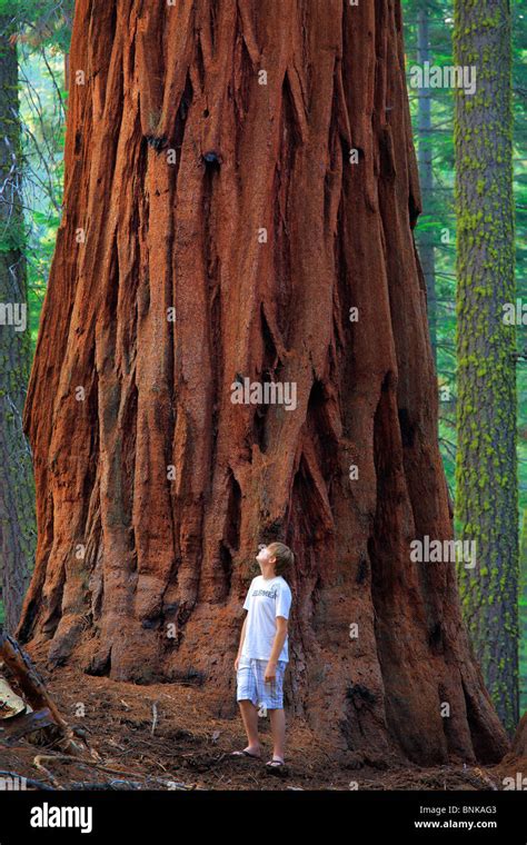 Young Hiker And A Giant Sequoia Tree Sequoia National Park California