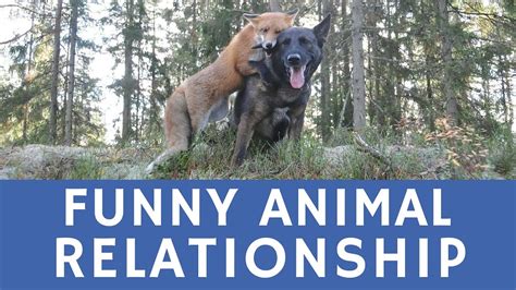 Funny Animal Friends A Dog And A Wild Fox Youtube