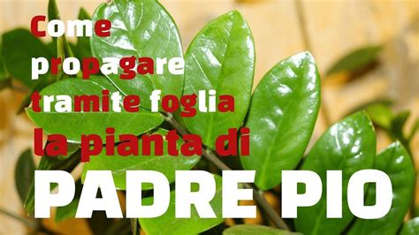 È definita una pianta eterofilla: Pianta di Padre Pio come ottenere una nuova pianta tramite ...