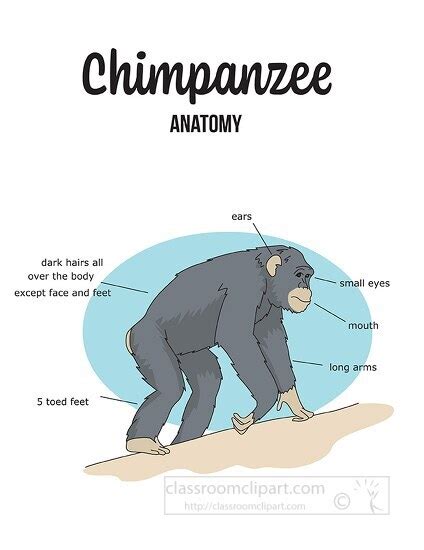 Chimpanzee Clipart Chimpanzee Labeled Anatomy Printout Color Style