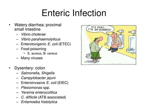 Ppt Clinically Encountered Bacteria Powerpoint Presentation Free