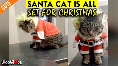 Santa Cat Is Coming To Town With Lots Of Cuteness Youtube