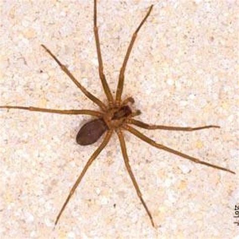 Review Of How To Get Rid Of Brown Recluse Spiders In Home References