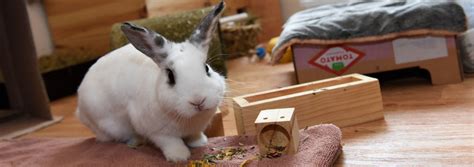 guidance for rabbit enrichment rabbit advice and welfare rspca uk