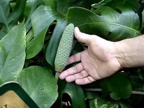 7 more photos view gallery. How to tell Monstera deliciosa from Philodendron ...