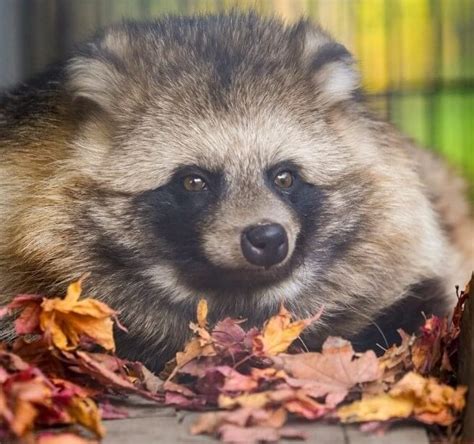 Can You Have A Tanuki As A Pet In Japan Everything You Need To Know