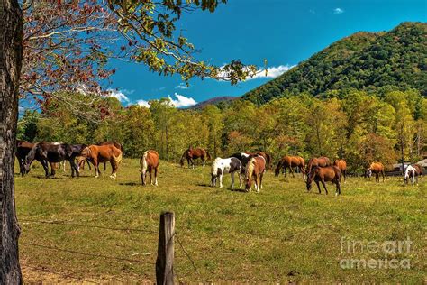 Cades Cove Horses Photograph By Dennis Nelson