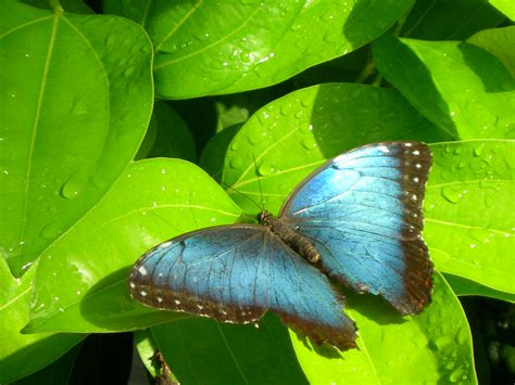 フリー画像|節足動物|昆虫|蝶/チョウ|ブルーモルフォ|青い蝶|画像素材なら!無料・フリー写真素材のフリーフォト