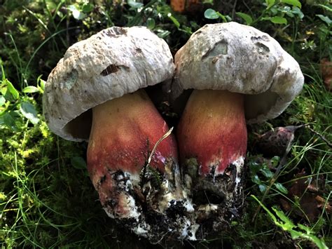 Bitter Beech Bolete