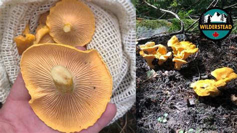 Chanterelle Mushrooms Foraging Wild Edible Mushrooms You Can Eat In