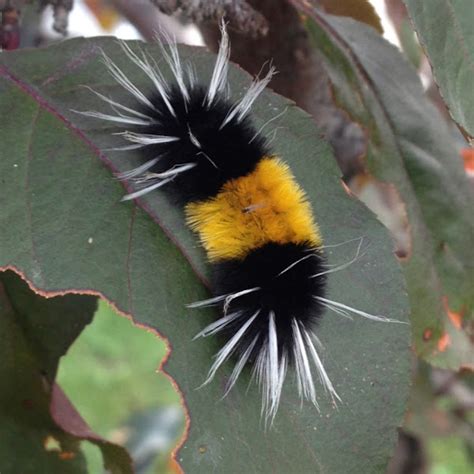 Spotted Tussock Moth Caterpillar Project Noah