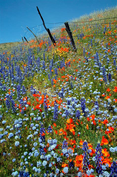 Wildflower Landscape Gorman California Photos By Ron Niebrugge