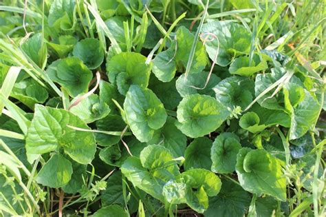 Kentucky Forager Wild Edible And Medicinal Plants Of The Bluegrass