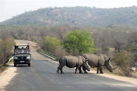 Why Is Kruger The Best Safari Destination In South Africa Southern