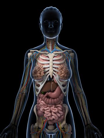 Let's take a close look at this very important part of our anatomy and thus improve our understanding of causes of abdominal pain. Female Anatomy Stock Photo & More Pictures of Abdomen - iStock