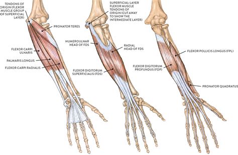 Muscles Of The Arm And Hand Classic Human Anatomy In Motion The