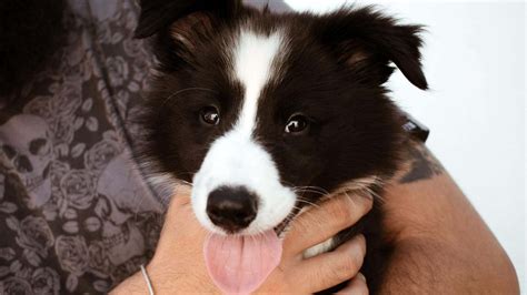 Border Collie Dog Breed Information And Pictures Cyberpet