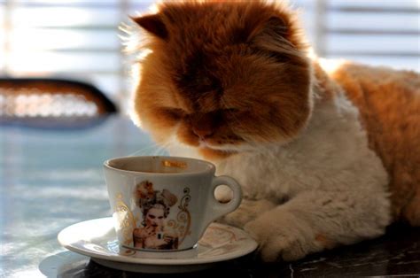 Vector animal / vector cartoon. Big fluffy cat drinking coffee in the morning