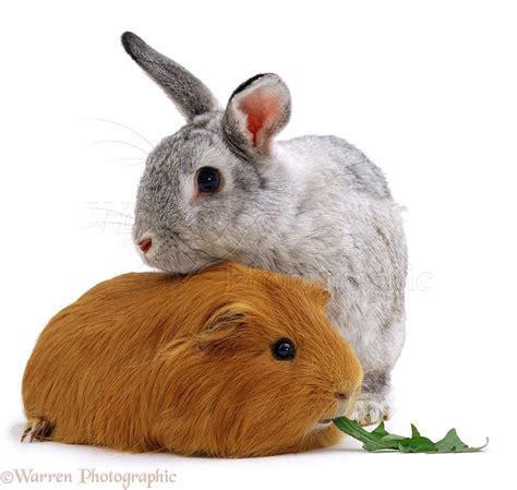 Rabbit And Guinea Pig Photo Wp02706