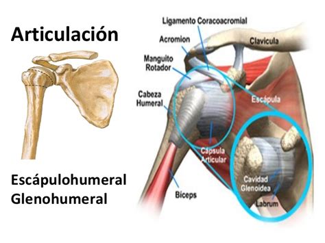 Articulación Del Hombro Anatomía Función Dolor Lesiones Y Más