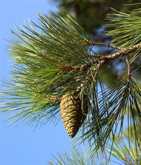Pine Tree Branch Stock Images Image 256924