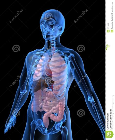 human organs stock photo image