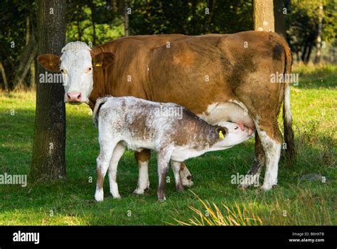 Baby Cow Hi Res Stock Photography And Images Alamy