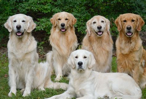Types Of Golden Retriever Puppies Nestore Romano
