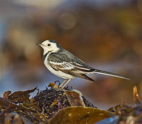 Pied Wagtail Wild Crail