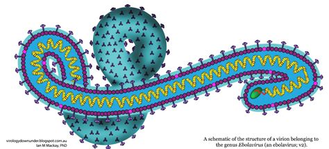 Marburg virus (marv) causes marburg virus disease in humans and nonhuman primates, a form of viral hemorrhagic fever. Yes, there were signs that Ebola was in west Africa ...