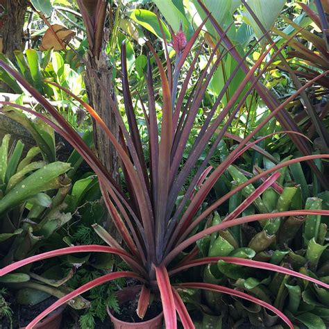 Ornamental red-leafed pineapple plant in flower, Gardening, Plants on ...