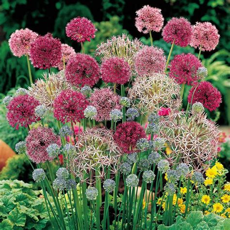 Allium Ornamental Flower Garden Design Bulb Flowers Plants