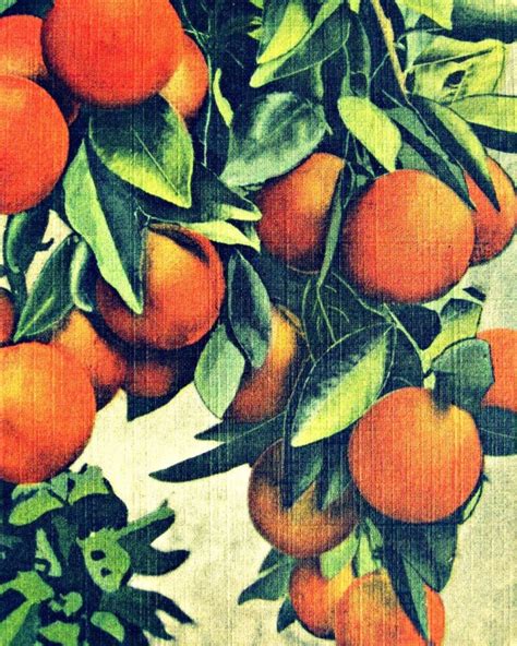 Orange Fine Art Print Citrus Fruit Colorful Kitchen Wall Art Etsy