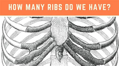 How Many Ribs Do We Have Ribs And The Rib Cage Youtube