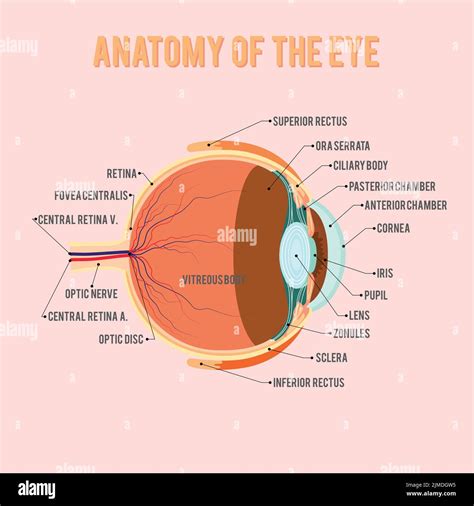 A Side View Introduction Of The Human Eyeball Anatomy Stock Vector