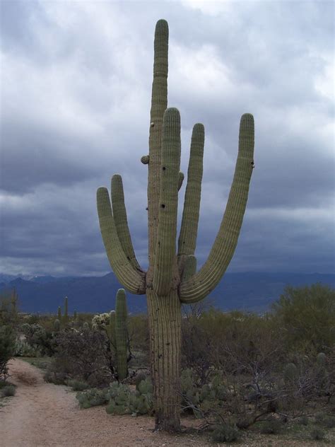 Saguaro Cactus Carnegiea Gigantea Saguaro National Park Flickr
