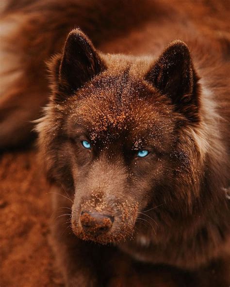 Rare Chocolate Brown Husky That Looks Like A Wolf Enraptures His Fans