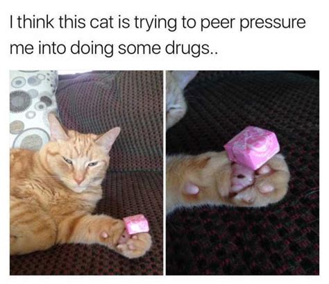 14 Cat Memes Drugs Factory Memes