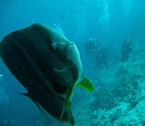 무료 이미지 바다 대양 물고기 산호초 암초 자유 의지 몰디브 보결 수상 스포츠 담금 스쿠버 다이빙 배가