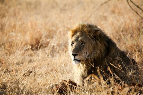 Safari Photo Essay Lions Of The Serengeti Tanzania My Lifes A Trip