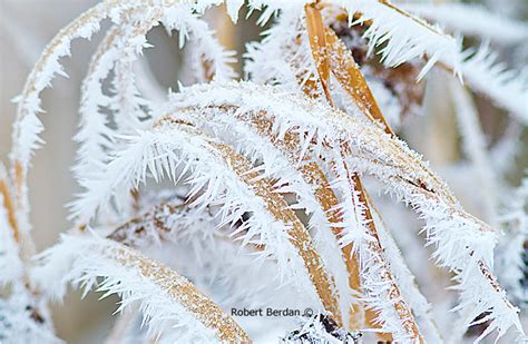 Hoar Frost Photography The Canadian Nature Photorapher