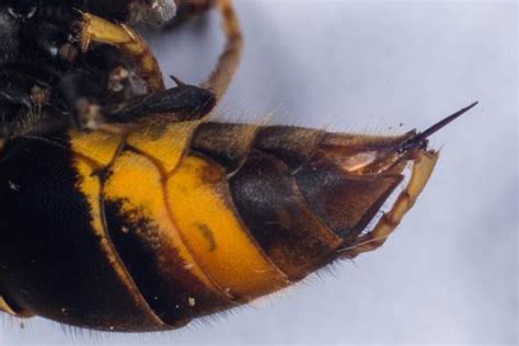 Terrifying Warning After Deadly Hornets That Killed Six In France