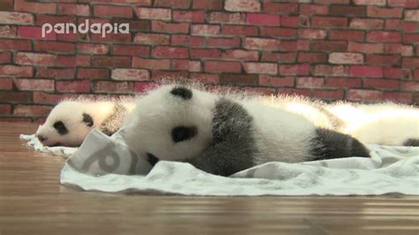 Panda Babies Sleep In Bed Youtube