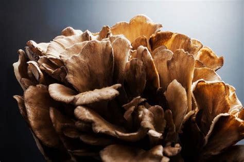 10 Common Mushrooms In Michigan Star Mushroom Farms
