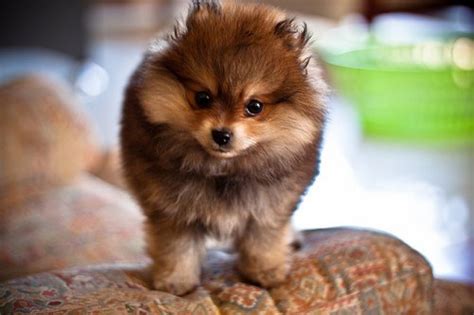 Pin By Amanda On Dogs And Puppies Cute Animals Cute Fluffy Puppies