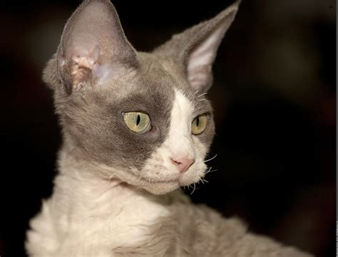 Devon Rex Cat Breed Profile
